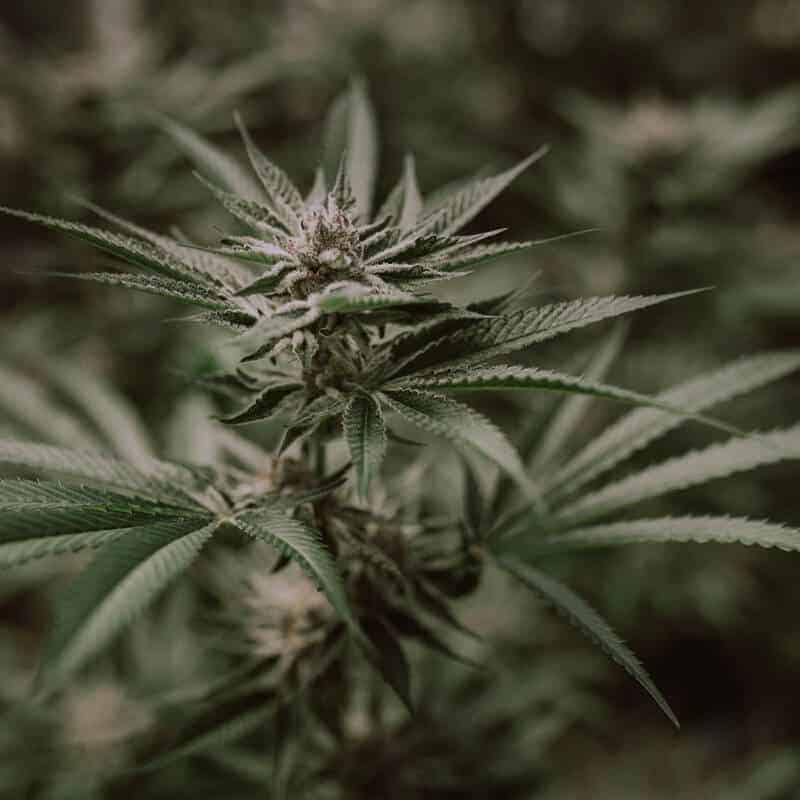 Most Popular Hemp Genetics