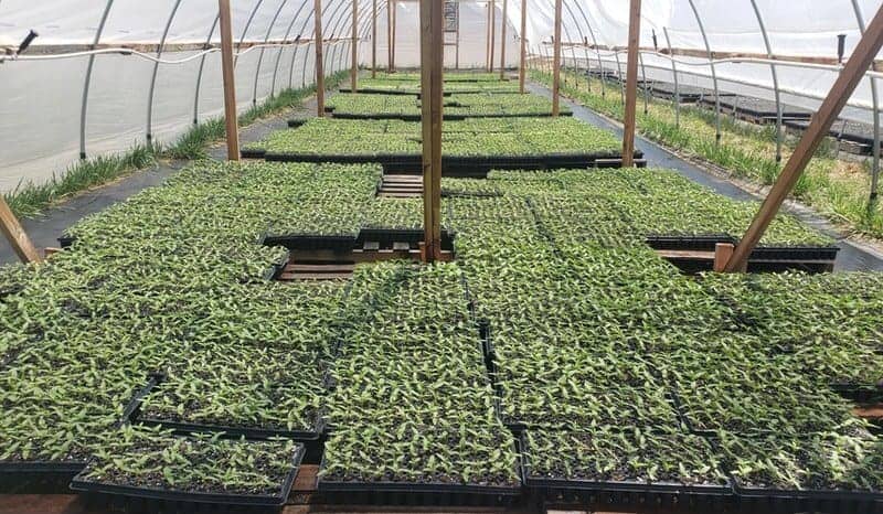 The hemp growing technology is constantly evolving.