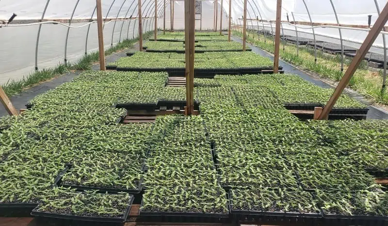 The hemp growing technology is constantly evolving.