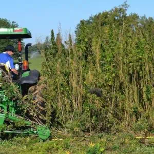 hemp industry news september 21, 2020