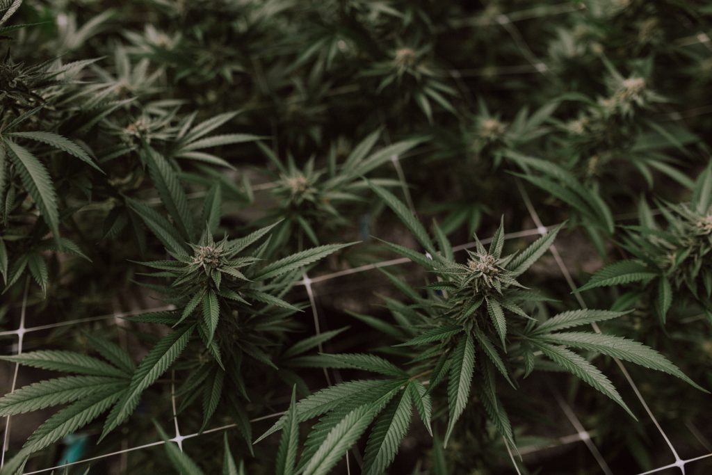 Hemp Industry News Oct 26-