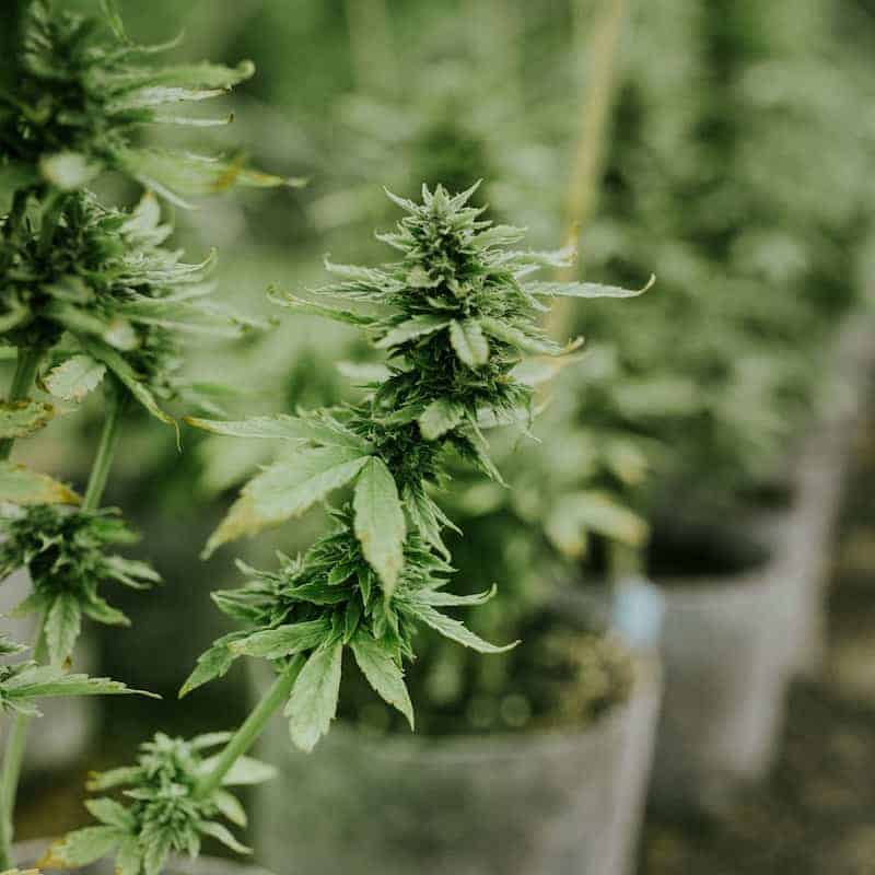 hemp industry news october 12, 2020