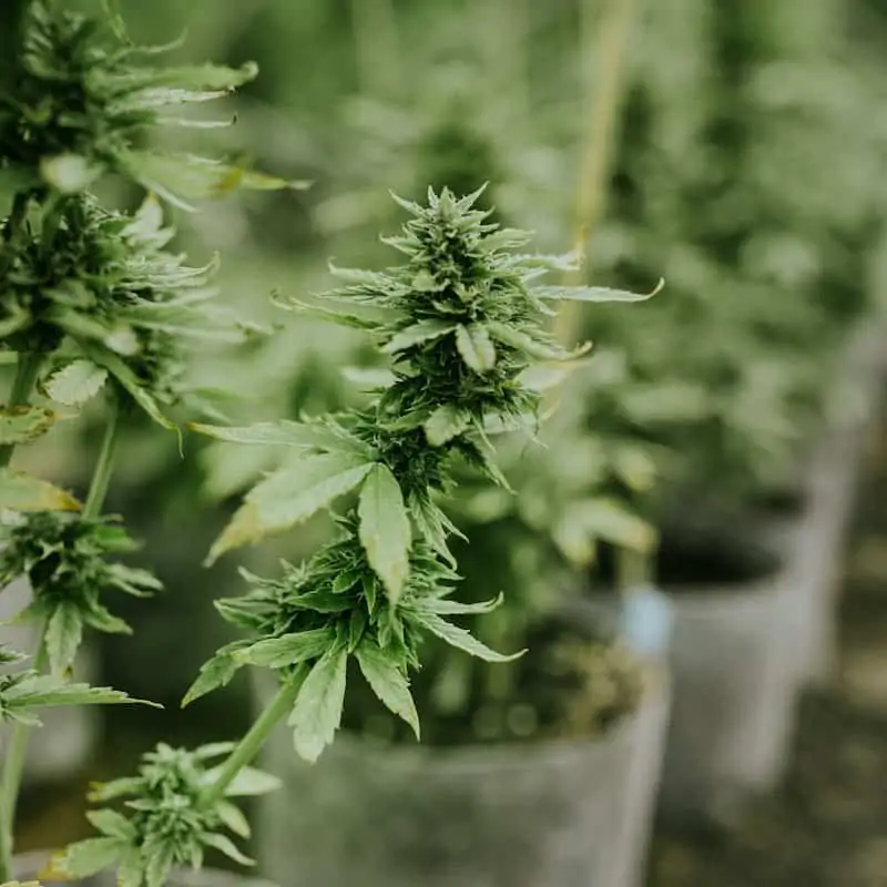 hemp industry news october 12, 2020