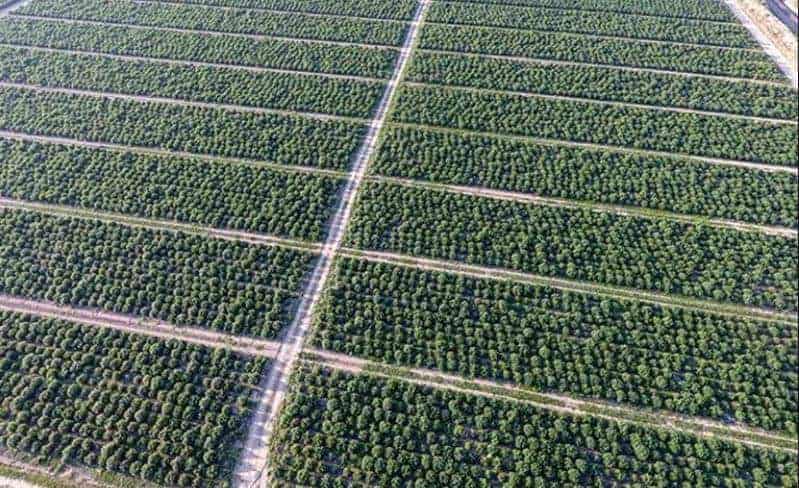 Hemp Industry News November 16, 2020