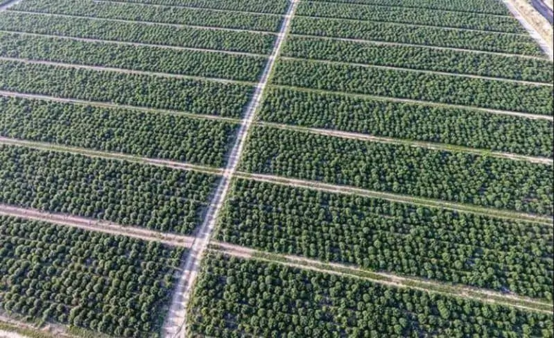 Hemp Industry News November 16, 2020