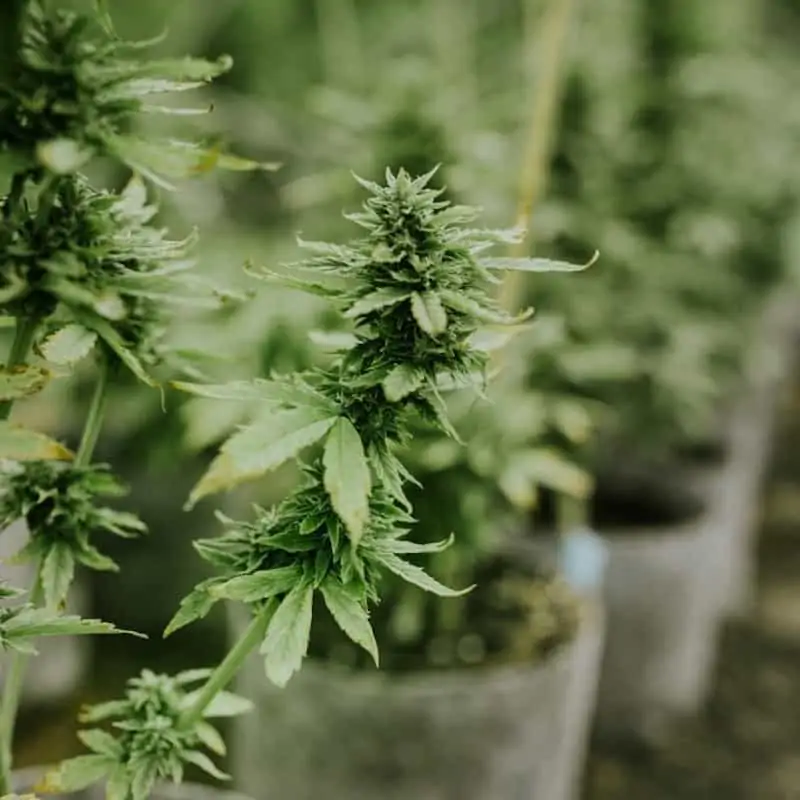 Delta 8 FAQ- all about Delta 8 THC Distillate and the products it is foound in...