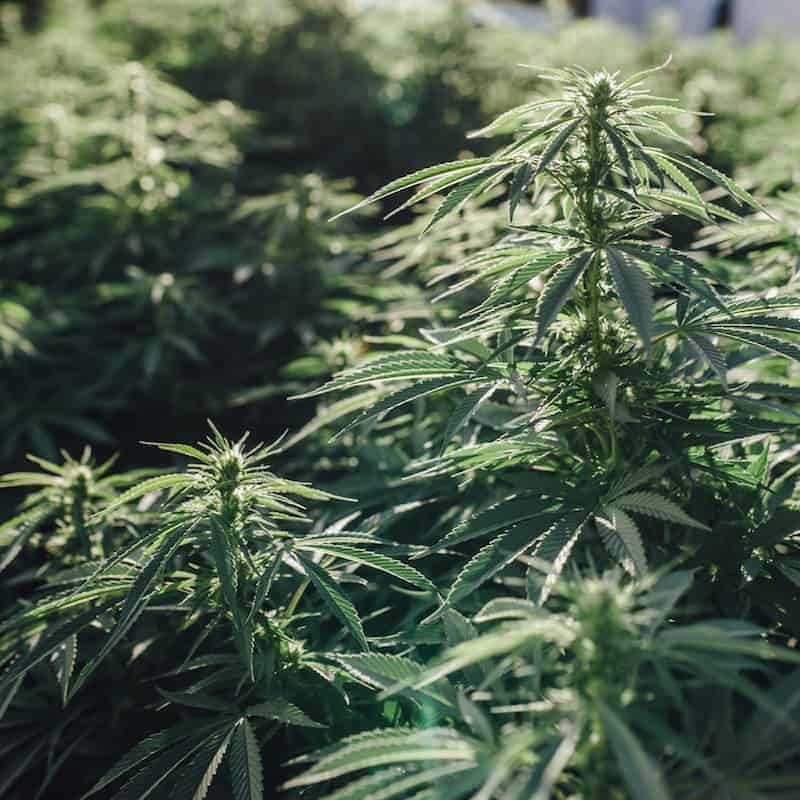 Hemp Industry News November 2, 2020