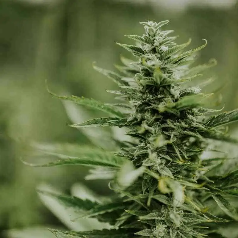 Hemp Wildfires Smoke Out Crops