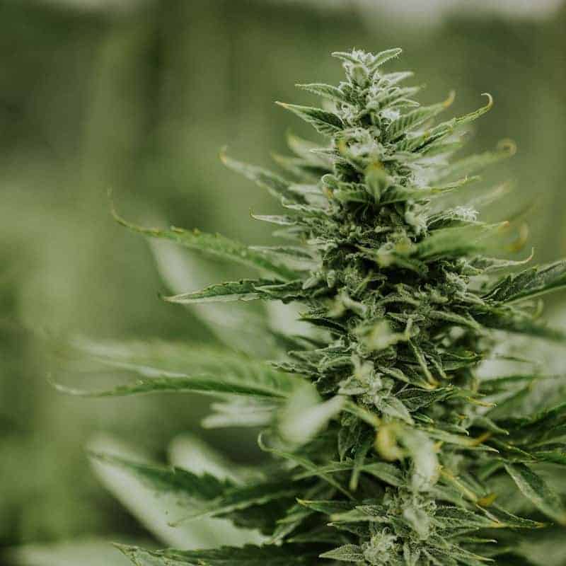 Hemp Wildfires in Colorado, Washington, Oregon, California