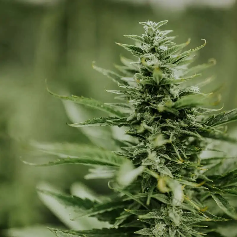 Hemp Wildfires in Colorado, Washington, Oregon, California