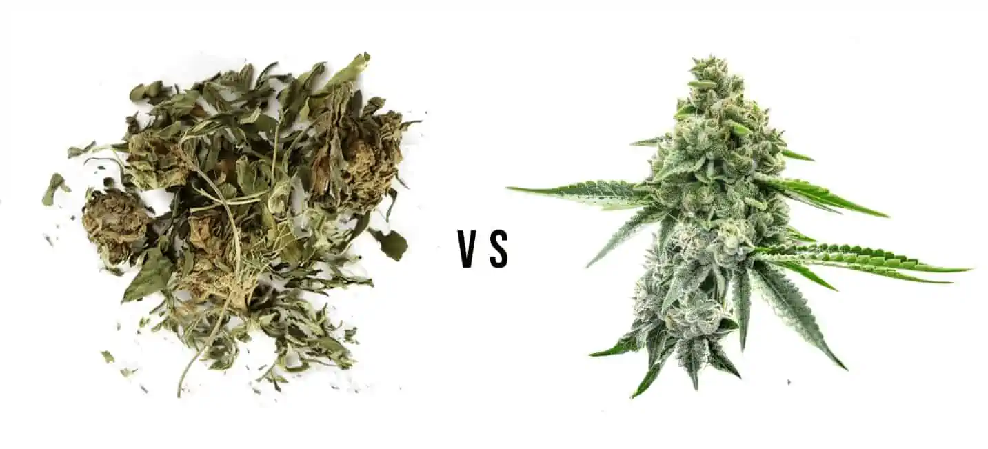 why live resin is better, comaprison of live resin to biomass